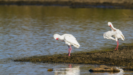 African spoonbill in Kruger National park, South Africa