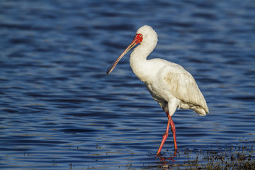 African spoonbill in Kruger National park, South Africa