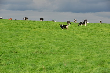 Cows grazing in a field in Ireland
