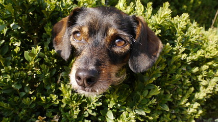 Hund in Hecke