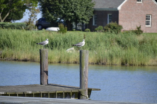 Two Seagulls sitting on pier poles in the water 