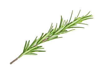 Fototapeta premium Twig of rosemary on a white background