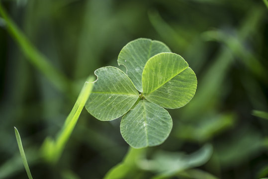 The four-leaf clover is a rare variation of the common three-leaf clover. According to tradition, such clovers bring good luck. Each leaf is believed to represent something: faith, hope, love and luck
