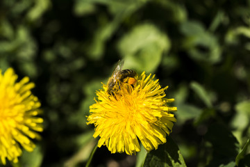 Bees collecting dandelion nectar