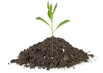Young plant with humus isolated on white background