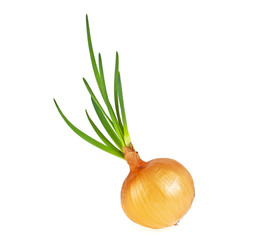 Yellow onion with green sprouts on a white background