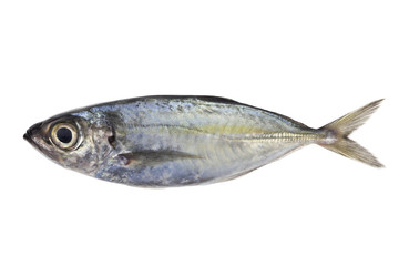 Selar crumenophthalmus ,Bigeye scad ,fish isolated on white background