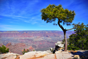 Grand Canyon Tree - obrazy, fototapety, plakaty