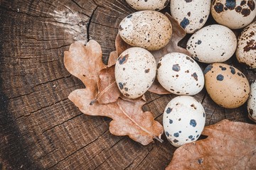 Group of quail eggs and oak leafs on wooden surface . Natural healthy food concept.