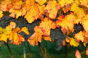 Weintrauben aus dem Kraichgau