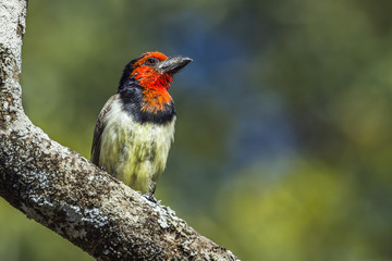 Black-collared Barbet in Kruger National park, South Africa