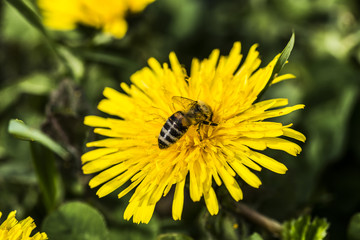 Bees collecting dandelion nectar