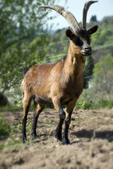 La capra osserva con portamento maestoso dall'alto del cocuzzolo.