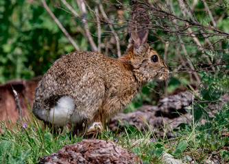 Rabbit
