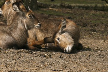 Fototapete bei efototapeten.de bestellen   