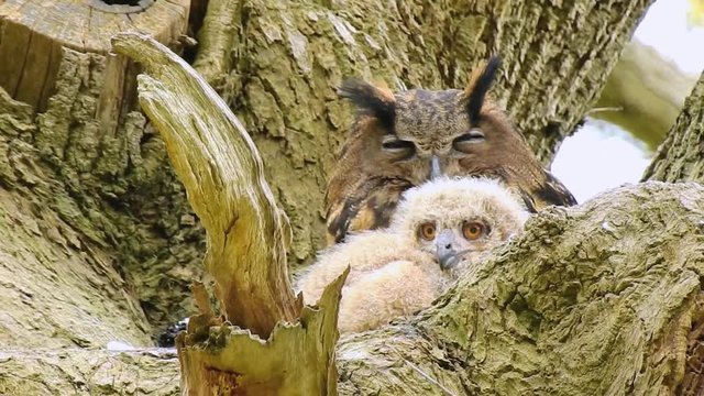 Uhu im Nest mit Jungv&ouml;gel 