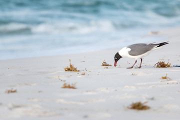 A seagull eating on a sandy beach with waves from the ocean.