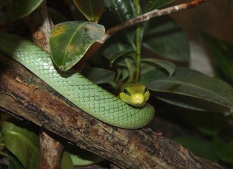 Obraz premium Schlange