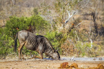 Blue wildebeest in Kruger National park, South Africa