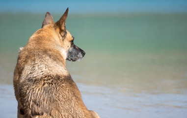 German shepheard dog at beach looking at  water
