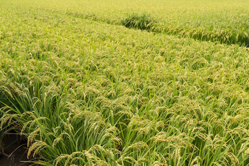 Fresh Green Rice field