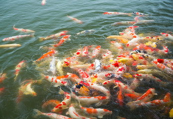 Fototapeta na wymiar Feeding Koi fish