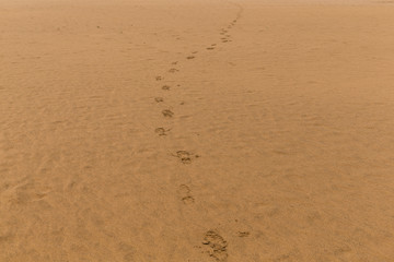 Fototapeta na wymiar Foot step on sand beach