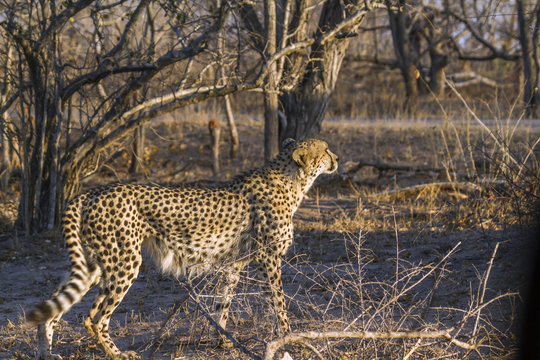 Cheetah in Kruger National park, South Africa