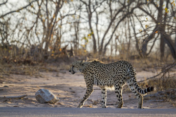 Cheetah in Kruger National park, South Africa
