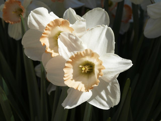 Narcissus or daffodil white and orange flowers in sunlight