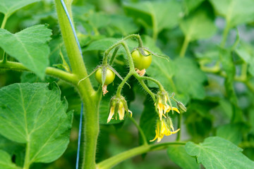 Tomato seedling before planting into the soil, greenhouse plants, drip irrigation, greenhouse cultivation of tomatoes in agriculture, hard-working farmer hands