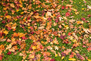 Maple leave on ground