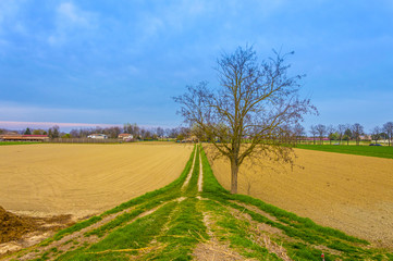 Really saturated landscape with a central tree without leaves