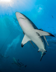 Oceanic Blacktip Shark