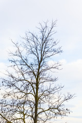Bare tree branches with background useful for copyspace