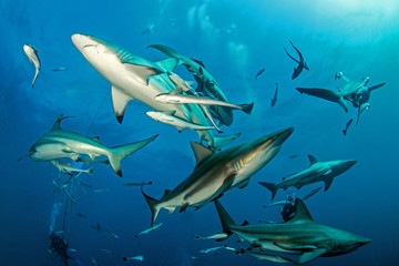 Oceanic Blacktip Shark
