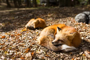 Peel and stick wall murals Sleepy fox