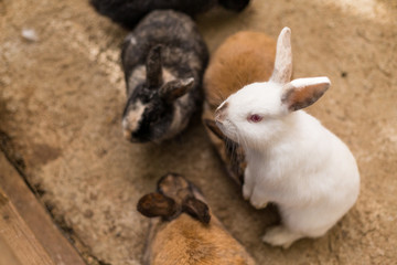 Obraz premium Little rabbit