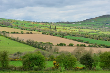 Fototapeta na wymiar The lush arable Farmland of Ireland in springtime.