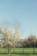 Un arbre à la campagne