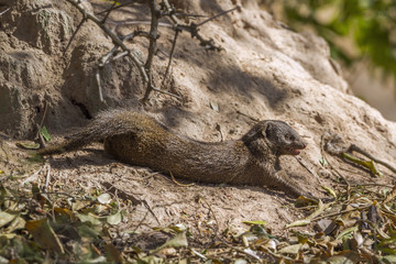 common dwarf mongoose in Kruger National park, South Africa