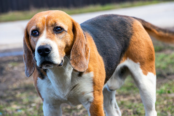 The dog's eyes Beagle. Anxious Look 3