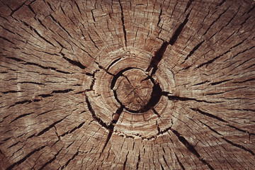 rings of wood , the sawn tree trunk