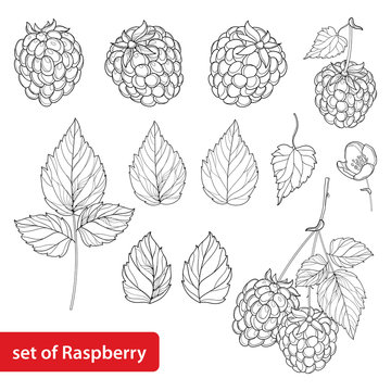 Vector set with outline Raspberry, bunch, berry, flower and leaves in black isolated on white background. Fruit elements with raspberry in contour style for summer design and coloring book.