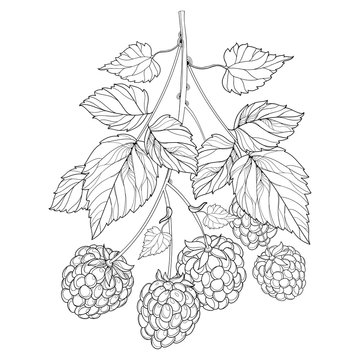 Vector bunch with outline Raspberry with ripe berry and leaves in black isolated on white background. Fruit elements with raspberry in contour style for eco summer design and coloring book.