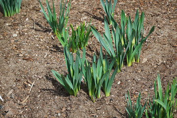 Fototapeta premium narcissus sprout with fresh green leaves in early spring