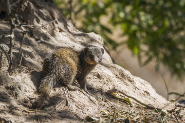 common dwarf mongoose in Kruger National park, South Africa