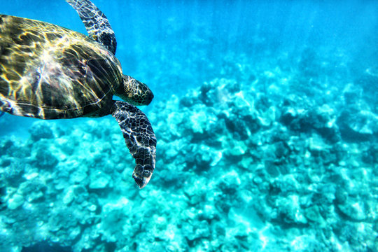Wild green turtle diving in blue ocean waters of Hawaii. Turquoise sea background, natural wildlife.