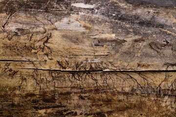 wood texture, tree bark, natural wood background