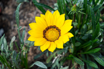 yellow flower